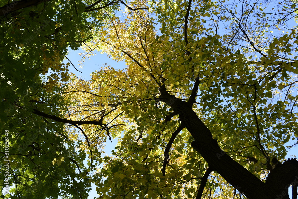 Fototapeta premium lookup the beauty