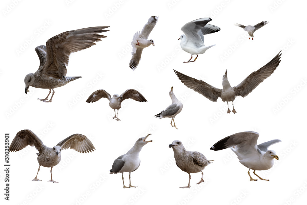 Obraz premium Gulls isolated on the white background