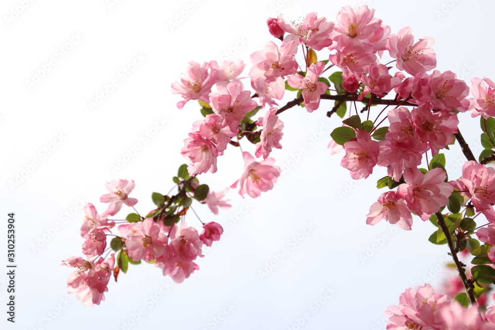 Fototapeta premium 海棠桜