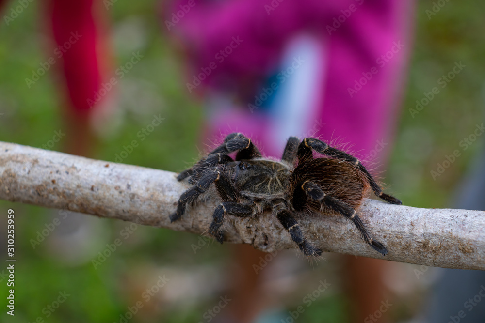 Fototapeta premium a giant tarantula