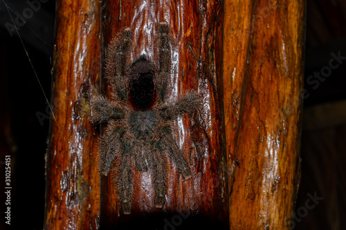 a giant tarantula photo