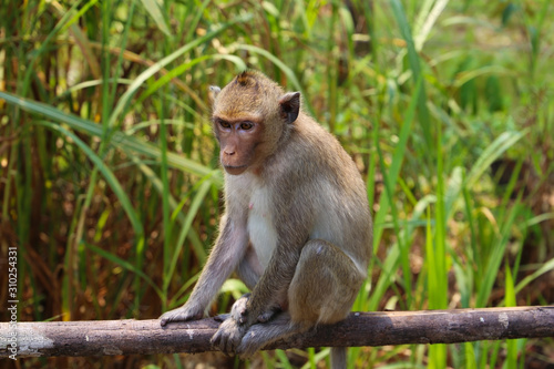 Little monkey sitting and watching