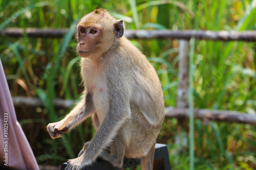 Little monkey sitting and watching