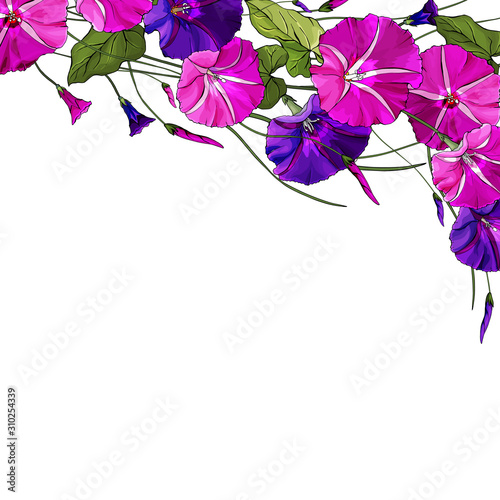 Floral border with beautiful pink and violet morning glories. Hand drawn flowers in realistic style. All elements are isolated and editable. Design for greeting card, wedding invitation, banner.