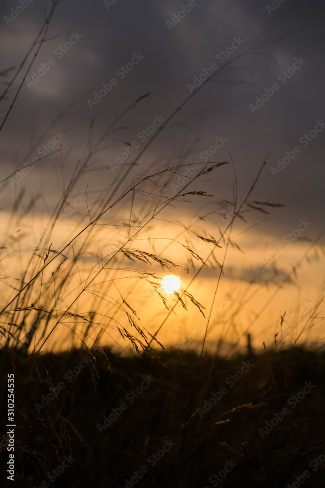 Fototapeta premium sunset over field