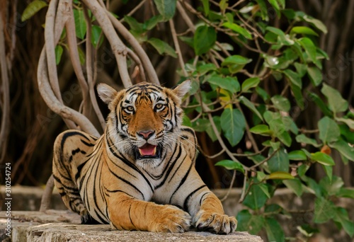 Fototapet Wild tiger laying down on rocks with its mouth open looking towards the camera