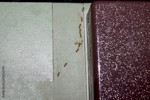 Domestic red ants carry cooked poison from egg yolk and boric acid. A problem for life from pests. A way to get rid of parasites. Unsanitary conditions at home. Soft focus. Place for text