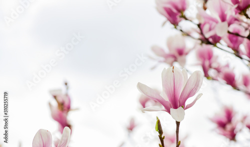 spa time. magnolia blooming tree., natural floral background. beautiful spring flowers. pink magnolia tree flower. new life beginning. nature growth and waking up. womens day. mothers day holiday