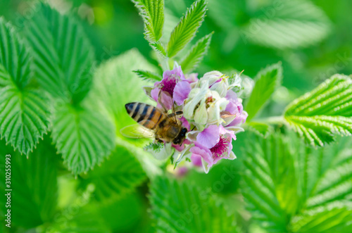 Bee On Raspberry Flowers photo