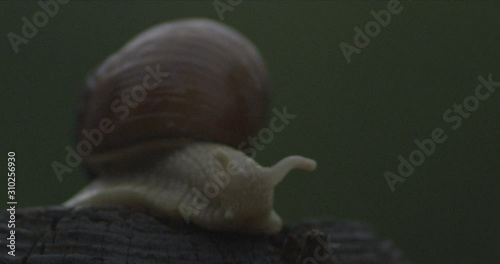 Snail in the Woods