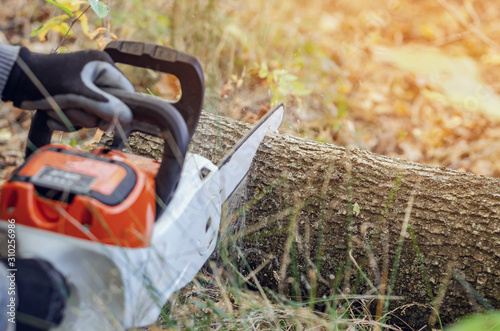 Wallpaper Mural Lumberjack cuts down a lying tree with a chainsaw in the forest, close-up on the process of cutting down. Concept of professional logging. Deforestation. Torontodigital.ca