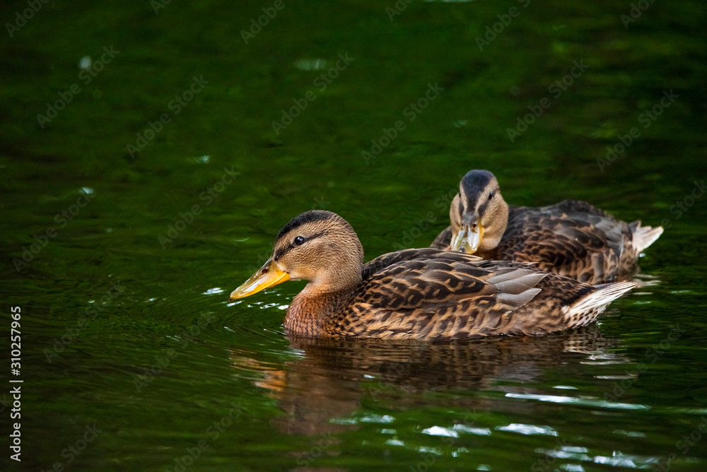 Ducks swim in the summer pond. Photographed close-up. Ducks swim in the summer pond. Photographed close-up.