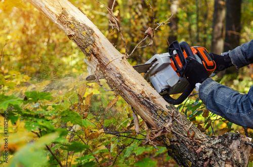 Lumberjack cuts down a lying tree with a chainsaw in the forest, close-up on the process of cutting down. Concept of professional logging. Deforestation.