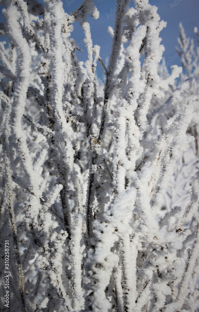 frost on dry grass in winter in the field frost on dry grass in winter in the field