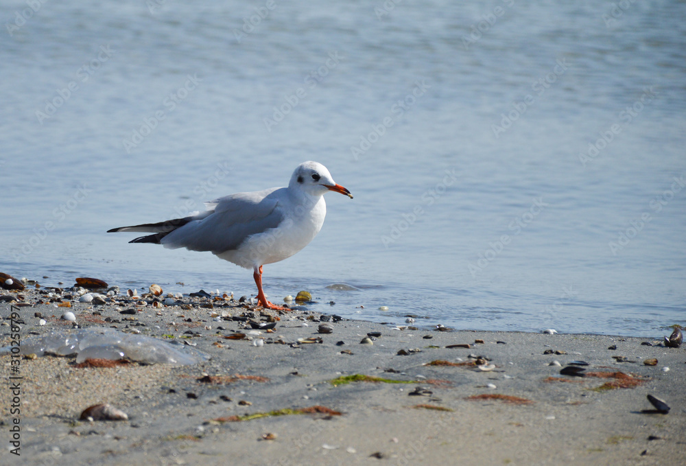 seagull on the beach looking for food seagull on the beach looking for food