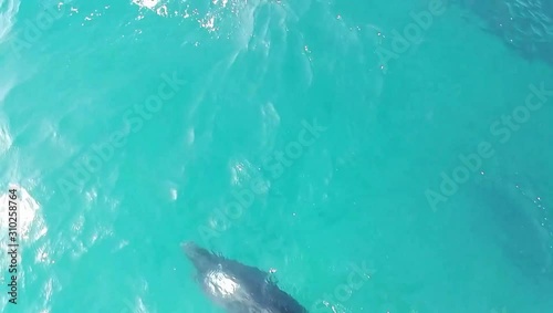Golfinhos do Sado, quase que s√≥ falta piscar o olho para ti.. photo