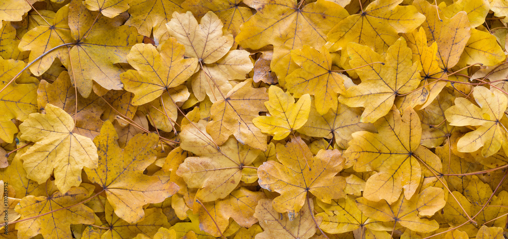 Panoramic close up top view of orange leaves on a sunny autumn day. Golden season. Bright yellow leaf colors. Autumn background in nature Panoramic close up top view of orange leaves on a sunny autumn day. Golden season. Bright yellow leaf colors. Autumn background in nature