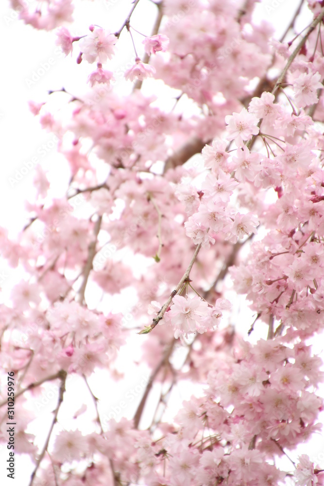 枝垂桜 枝垂桜