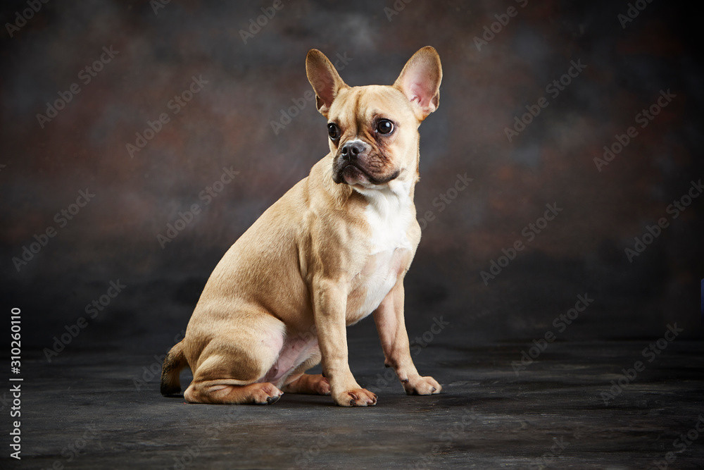 Cinnamon French Bulldog. Studio shot. Dark background. Isolated animal