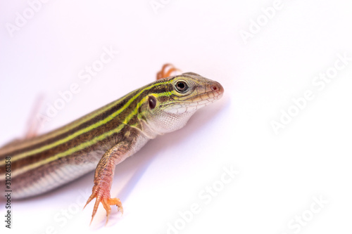 Lizard on Isolated background