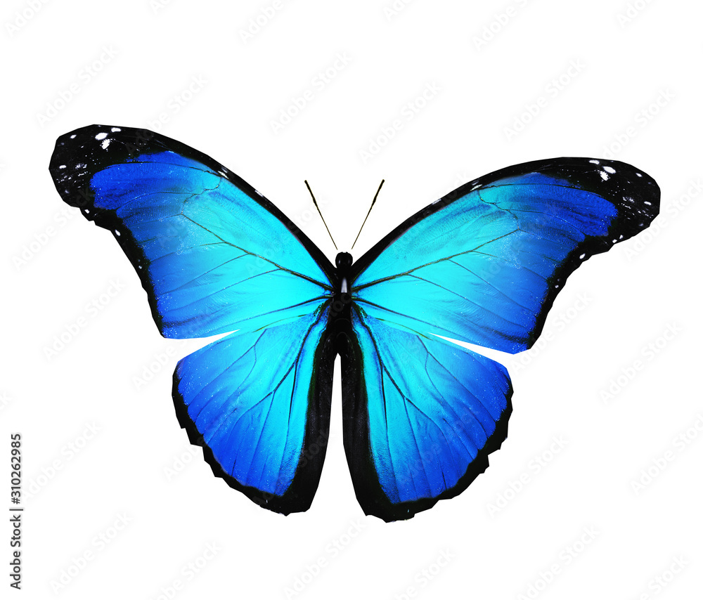 Fototapeta premium Color butterfly , isolated on white background