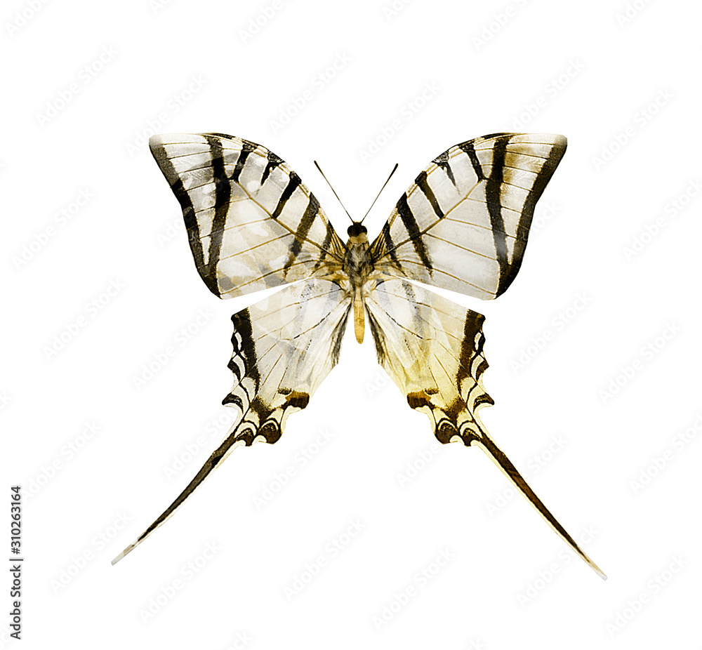 Obraz premium Color butterfly , isolated on white background