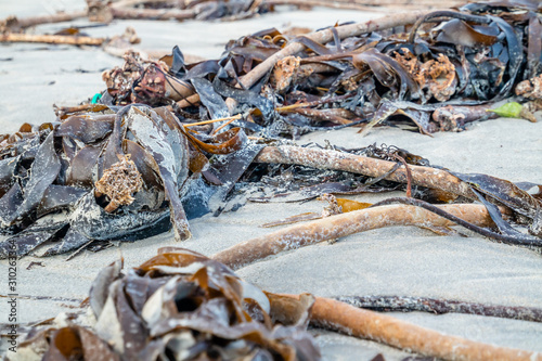 Seaweed lying on Portnoo beach in County Donegal, Ireland photo