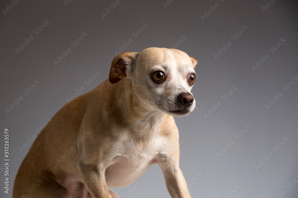 Cute brown dog. Studio shot. Gray background