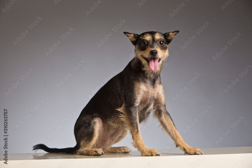 Funny dog sticking out its tongue. Animal panting. Puppy. Studio shot. Isolated. Gray background