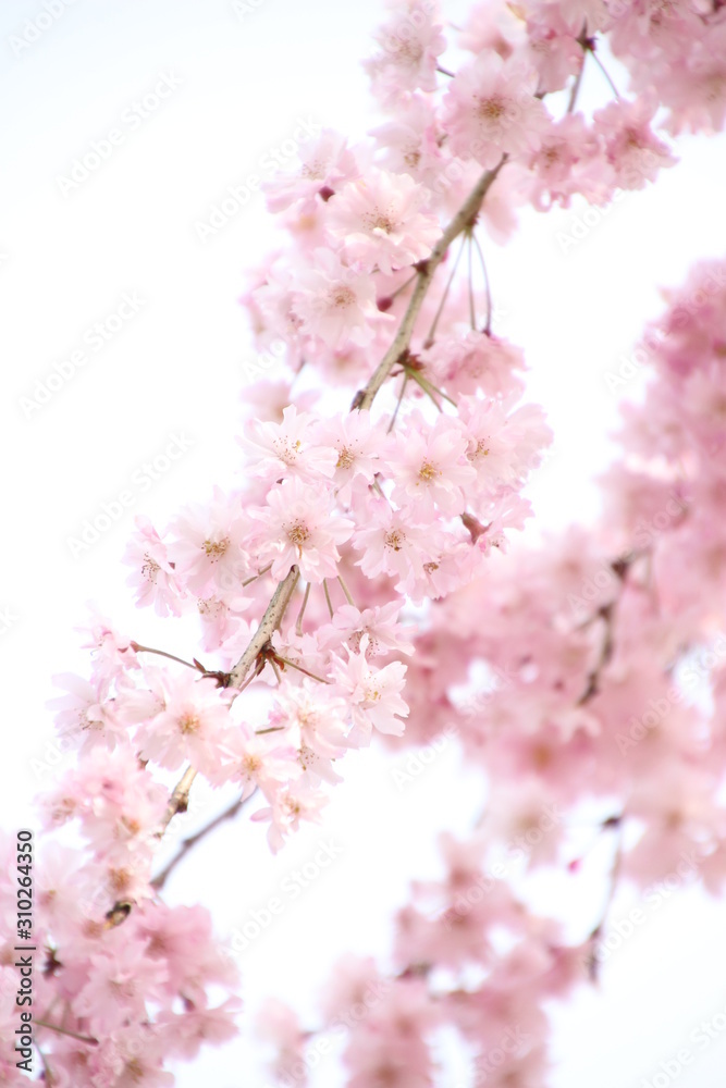 Obraz premium しだれ桜
