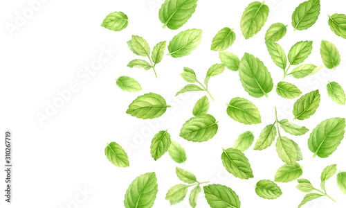 Fresh mint leaves and stems pattern isolated on white background, top view. Close up of peppermint. Spice medical and kitchen herbs digital clip art.Watercolor food and healthcare illustration.