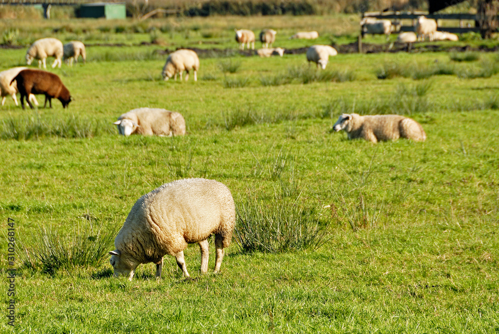 Fototapeta premium Ovelhas pastando.
