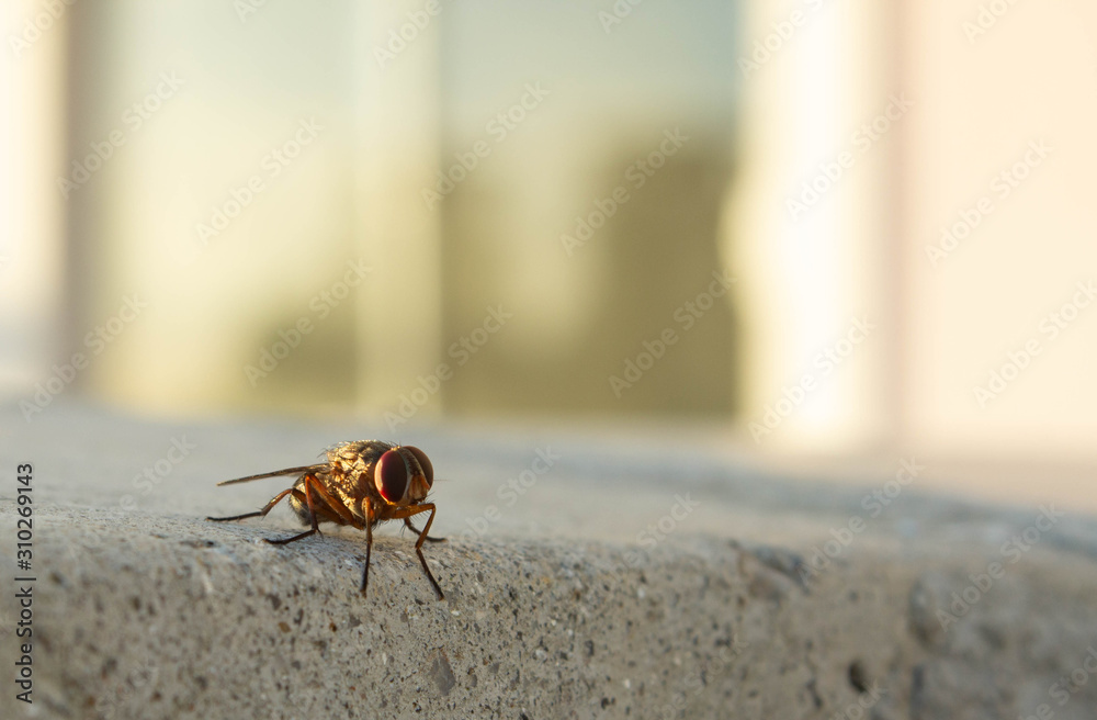 A fly resting on a concrete wall during the sunset A fly resting on a concrete wall during the sunset
