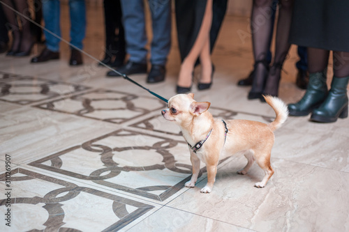 mini Chihuahua walks on a leash among people.