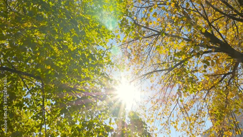 Golden autumn. The bright rays of the sun through the trees. HD