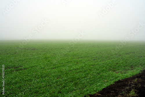 farm field with green grass