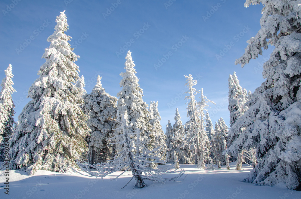 Snowy countryside with trees covered by ice, Czech Republic