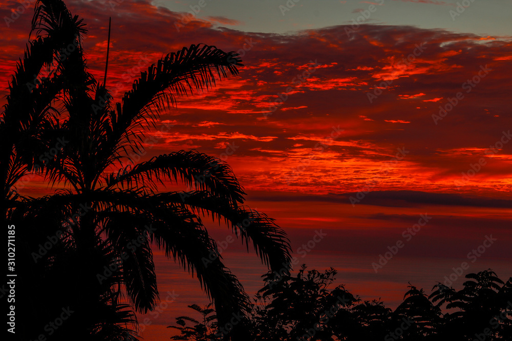 Detail of a palm tree in the red sunset in the Manuel Antonio National Park. Costa Rica