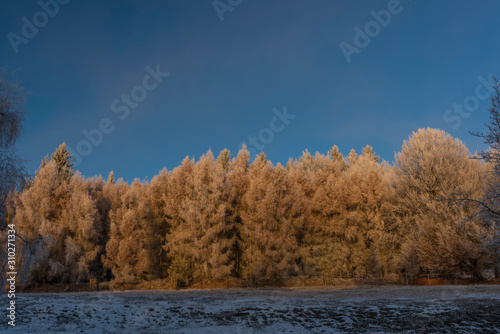 Spruce snowy tree in winter Krusne mountains in north Bohemia