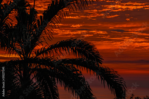 A palm tree at sunset in the Manuel Antonio National Park. Costa Rica