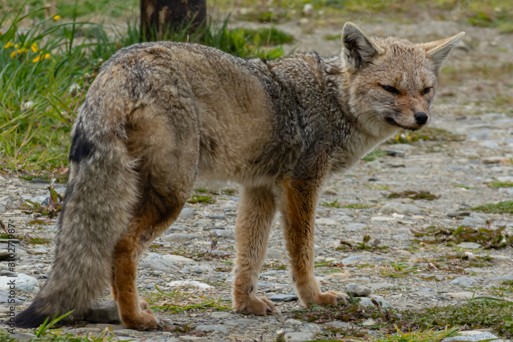 lateral plane of a fox lateral plane of a fox