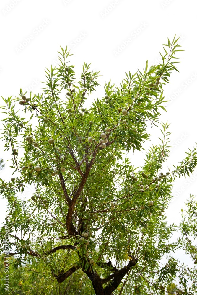 Looking up at Almond tree branch