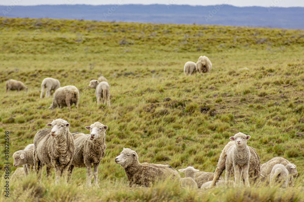 sheep watching over green field