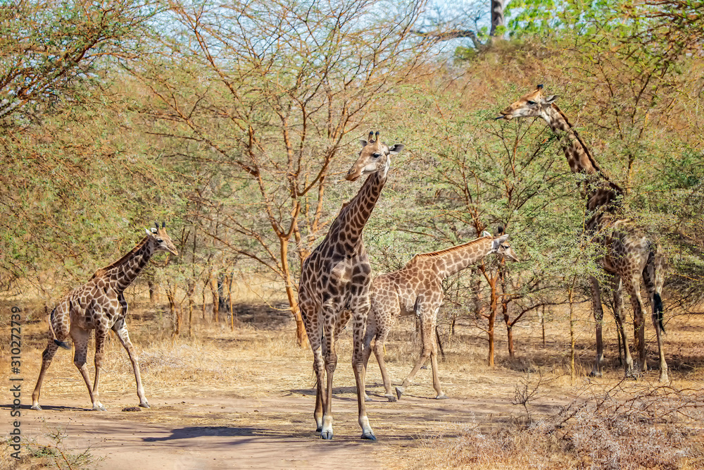 Obraz premium Group of giraffes, Giraffa camelopardalis reticulata in Bandia reserve, Senegal. It is close up wildlife photo of animal in Africa. There are adult giraffes and their children.