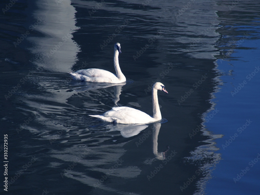Obraz premium Two swans in a water