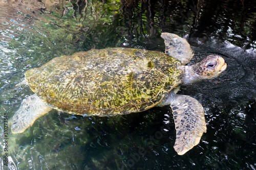 Obraz na płótnie Playa Del Carmen, Quintana Roo / Mexico - 11 10 2019: Giant Turtle having a swim w salonie