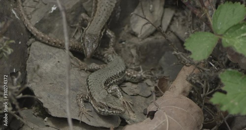 Lizards in the Woods