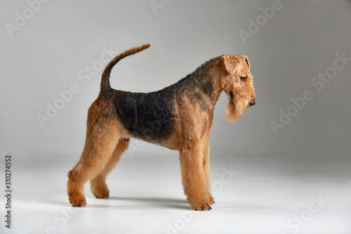 Cute airedale terrier. Purebred dog. Studio shot. Gray background photo