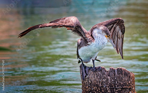 Close up photo of White-breasted cormorant, Phalacrocorax carbo in Senegal, Africa. It is wildlife photo, portrait of big bird in Solome reserve. photo