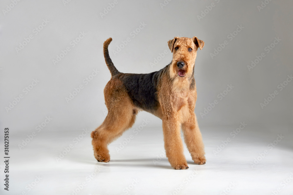 Gray airedale hot sale terrier